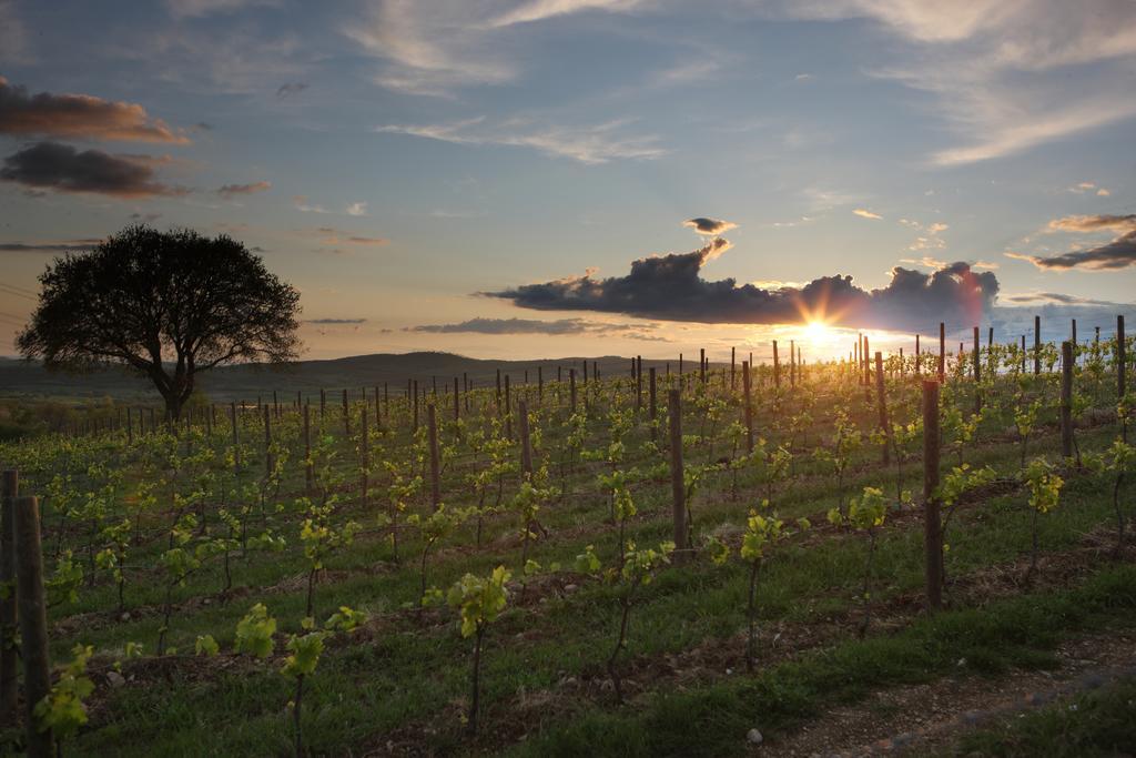 فيلا Agriturismo Poggio Al Sasso Blera المظهر الخارجي الصورة